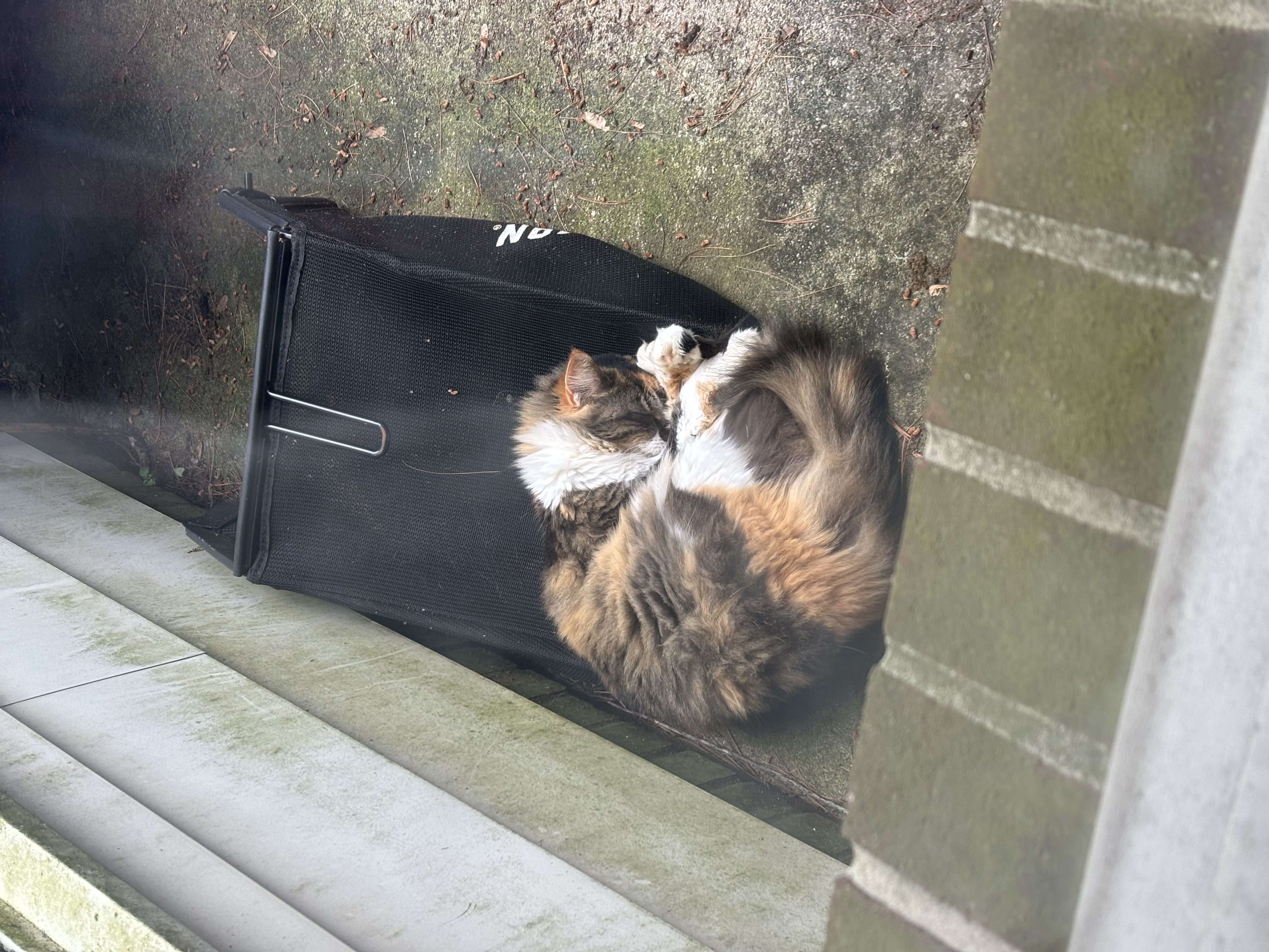 kitten